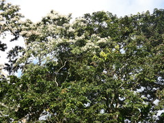 Cordia alliodora