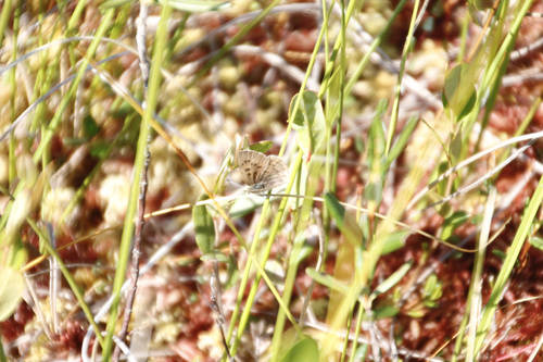 Bog Copper photo 5