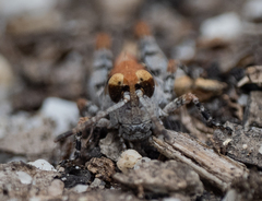 Phaulacridium vittatum