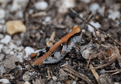 Phaulacridium vittatum