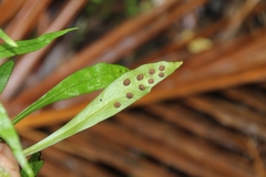 Loxogramme dictyopteris