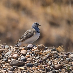 Thinocorus rumicivorus