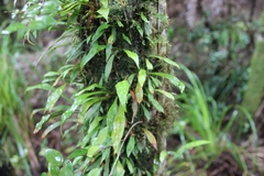 Loxogramme dictyopteris