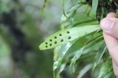 Loxogramme dictyopteris