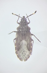Aradus uniannulatus