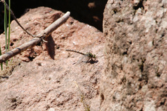 Ophiogomphus