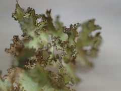 Tuckermanopsis orbata