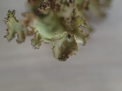 Tuckermanopsis orbata