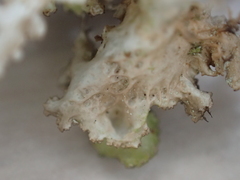 Tuckermanopsis orbata