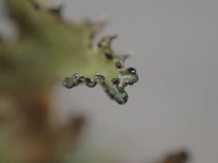 Tuckermanopsis orbata