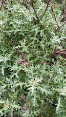 Eriophyllum staechadifolium