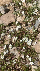 Arenaria biflora