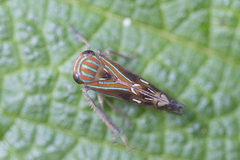 Neobalinae