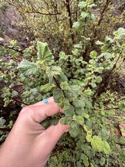 Ribes indecorum