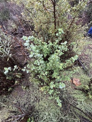 Ribes indecorum