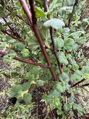 Ribes indecorum