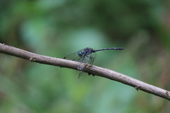 Dythemis
