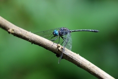 Dythemis