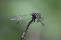 Dythemis
