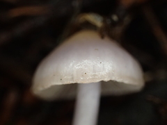 Inocybe lilacina