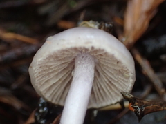 Inocybe lilacina