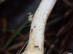 Inocybe lilacina
