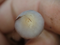 Inocybe lilacina