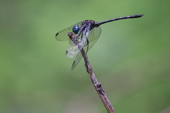 Dythemis