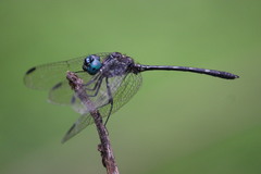 Dythemis