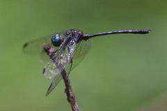 Dythemis