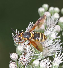 Hoplitimyia constans