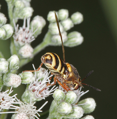 Hoplitimyia constans