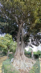 Ficus macrophylla