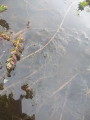 Myriophyllum quitense