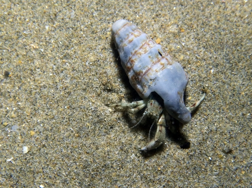South-claw Hermit Crab, photo 6 of 7