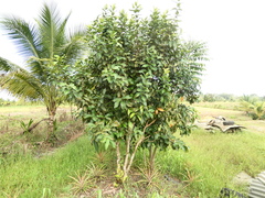 Syzygium samarangense