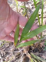 Paspalum langei