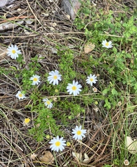 Felicia aethiopica