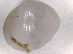 Abra aequalis