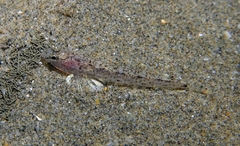 Pomatoschistus marmoratus