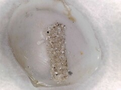 Abra aequalis