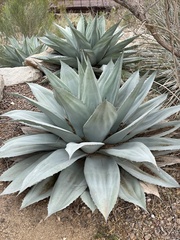Agave ovatifolia
