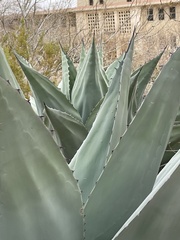 Agave ovatifolia
