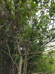 Laurus novocanariensis