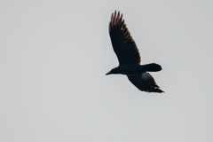 Corvus corax corax