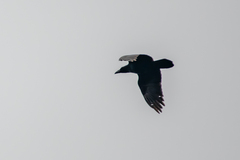 Corvus corax corax