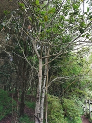 Laurus novocanariensis