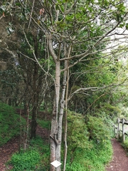 Laurus novocanariensis