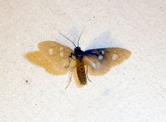 Dysauxes famula