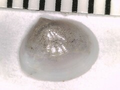 Abra aequalis